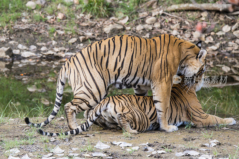 交配中的孟加拉虎(Panthera tigris tigris)， ranthambore国家公园